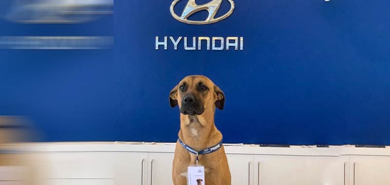 Il cane Hyundai diventa il primo rivenditore di auto al mondo