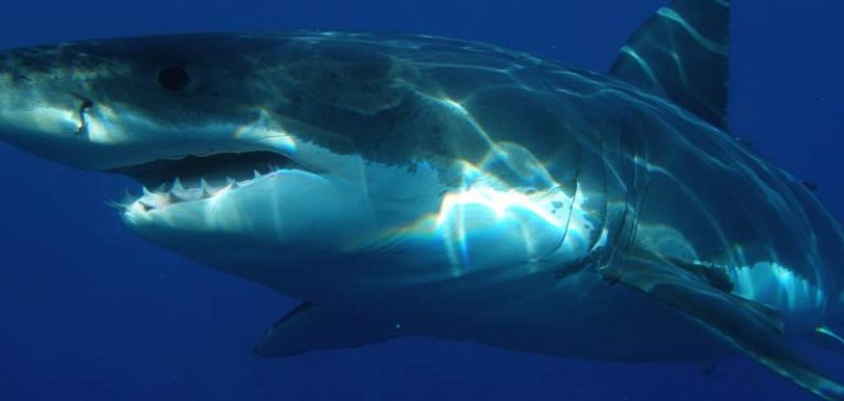 Padre e figlio attaccati da uno squalo, l’incredibile video