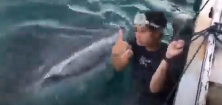 Selfie estremo, finisce in bocca ad uno squalo balena