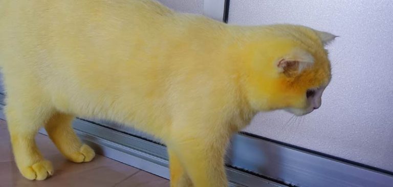 Tinge accidentalmente il gatto di giallo e diventa virale