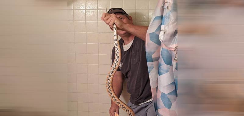 Va in bagno e si trova un serpente nel gabinetto