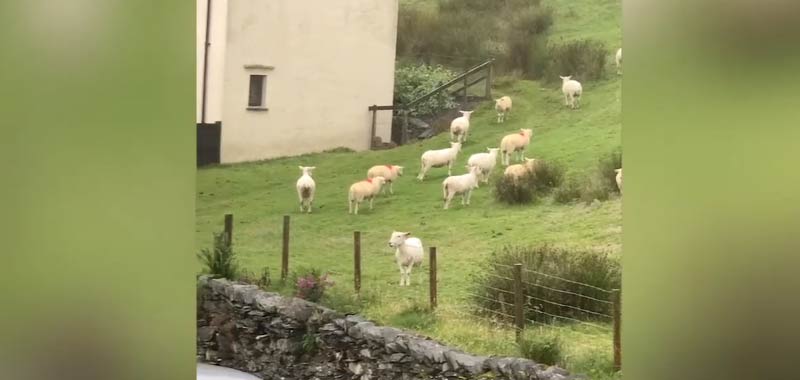 Video inquietante decine di pecore come in un fermo immagine
