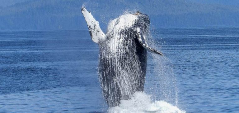 Agenzia di viaggi offre bagno di mezzanotte con una balena