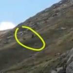 Cavalli cadono in un dirupo e vengono sbranati dai lupi