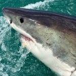 Coronavirus vaccino uccidera mezzo milione di squali