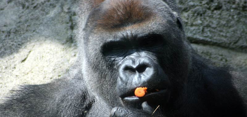 Gorilla rompe le braccia ad addetto allo zoo