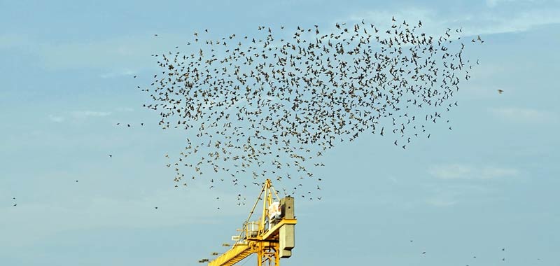 Migliaia di uccelli cadono dal cielo nel New Mexico