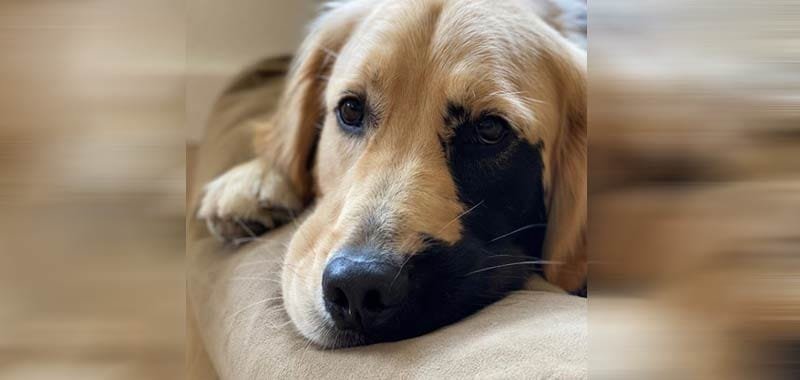 Mutazione genetica Un golden retriever conquista il cuore del web