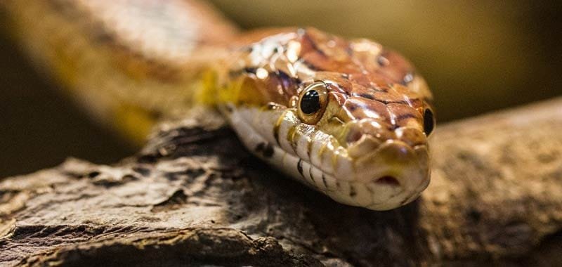 Serpente morde 8 volte la stessa persona esiste in loro la coscienza