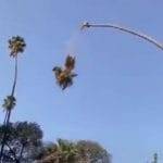 Taglia la palma dopo essersi arrampicato il video diventa virale