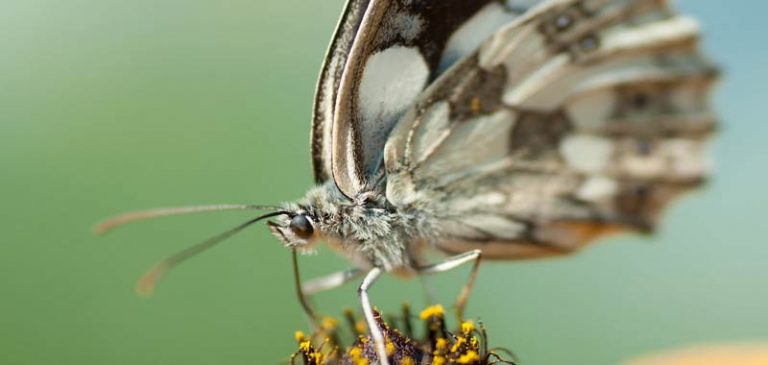 Chernobyl, ritrovata farfalla mutata geneticamente