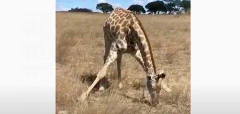 Come mangia l’erba la giraffa, il video diventa virale