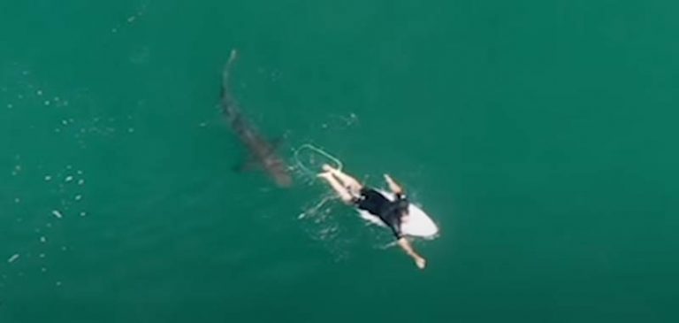 Drone riprende un surfista alle prese con uno squalo