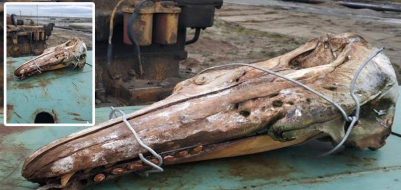 Misterioso cranio ritrovato nelle acque del nord