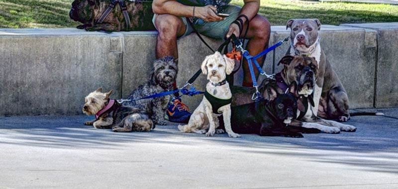 Studio legale offre 30mila euro per portare a spasso il cane