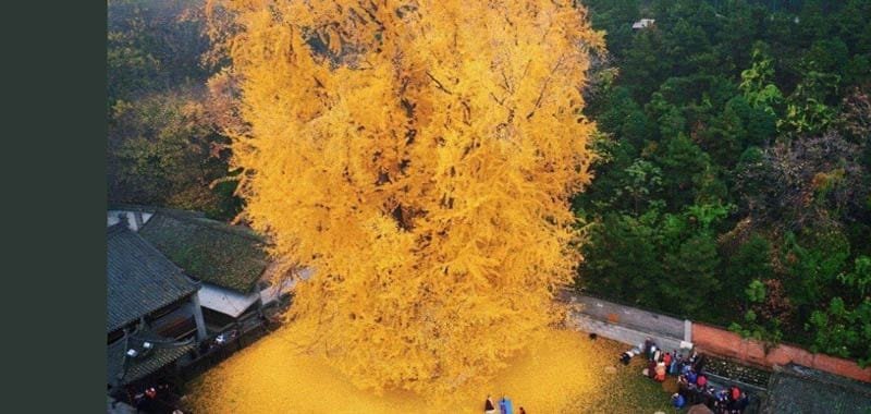 Albero secolare in Cina diventa tutto doro