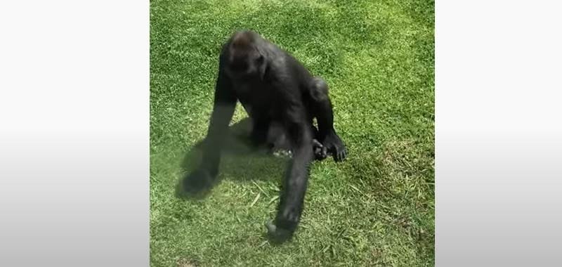 Gorilla si prende cura di un uccellino