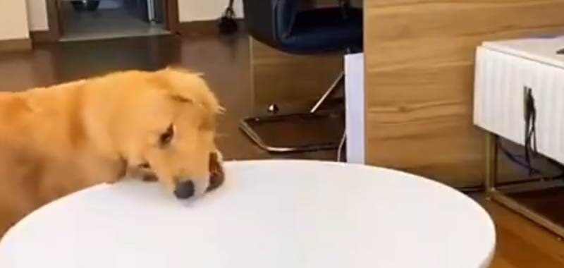 Il cane inganna il padrone il video diventa virale
