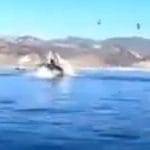 In canoa vengono inghiottiti da una balena