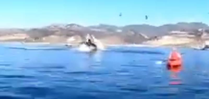 In canoa vengono inghiottiti da una balena