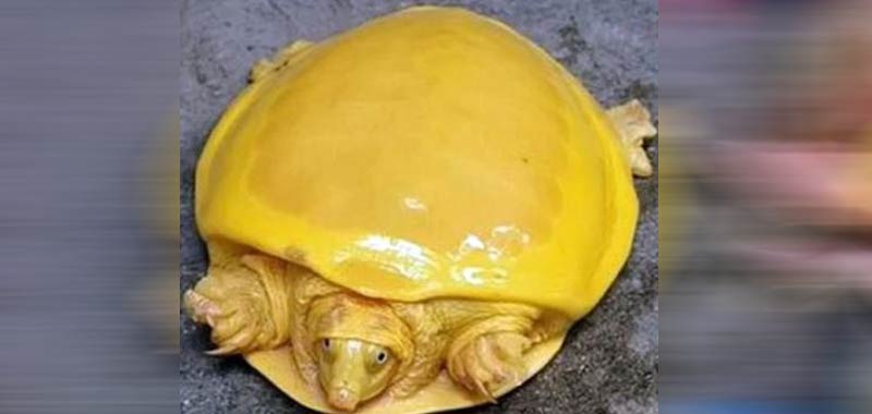 Incredibili tartarughe gialle sono state trovate in Nepal