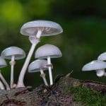 Scienza rivela uomo discende dai funghi