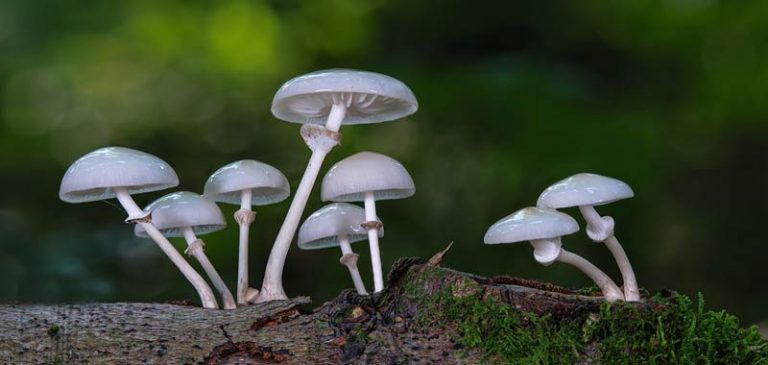 Scienza rivela: L’uomo discende dai funghi