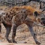 Zimbabwe lo trascinano giu dal letto e lo sbranano