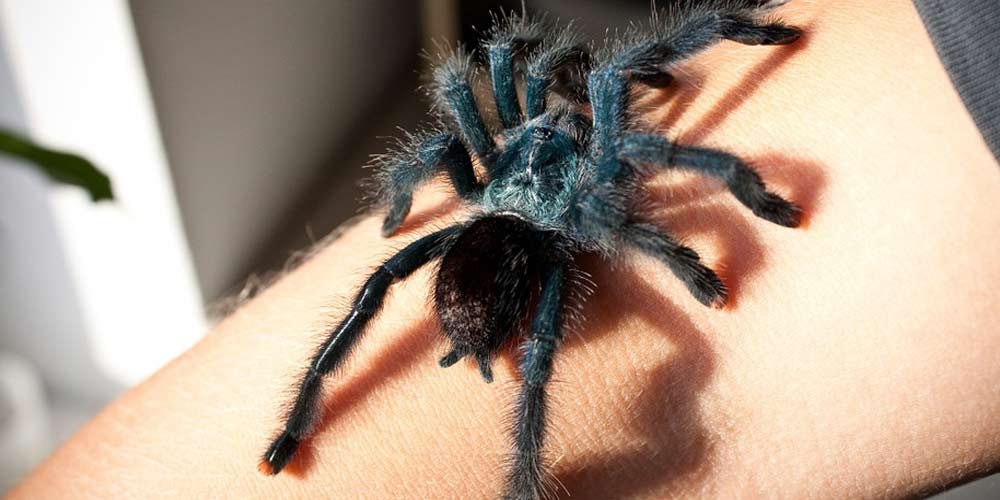 Convive con un ragno gigante nel salotto da un anno
