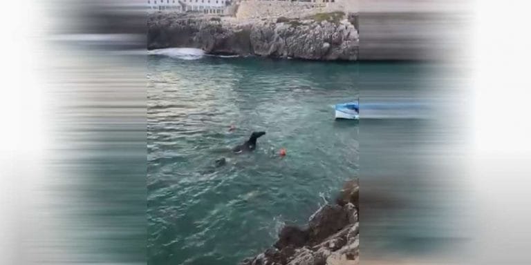 Disarciona cavaliere, il cavallo finisce in mare e prende il largo