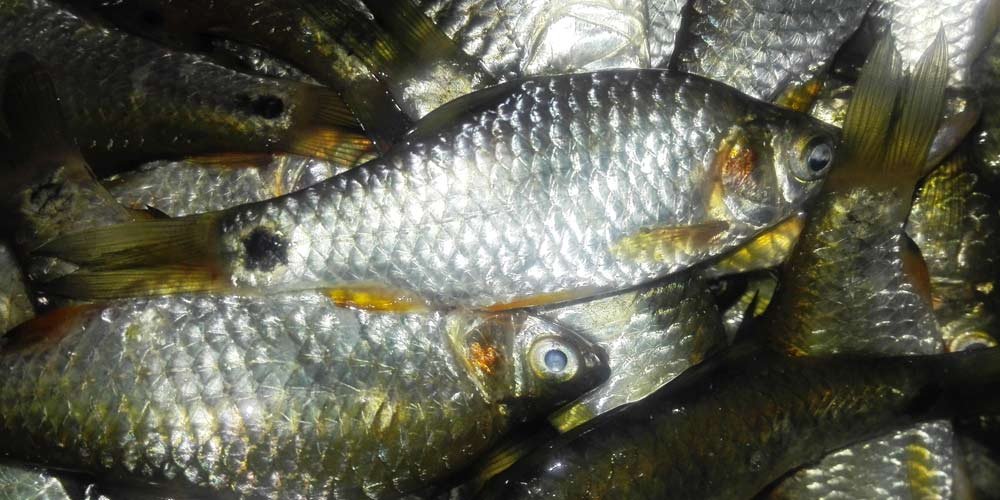 Pazienti con Covid rivelano odore di bruciato e di pesce