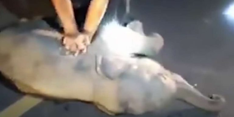 Cucciolo di elefante salvato con un massaggio cardiaco