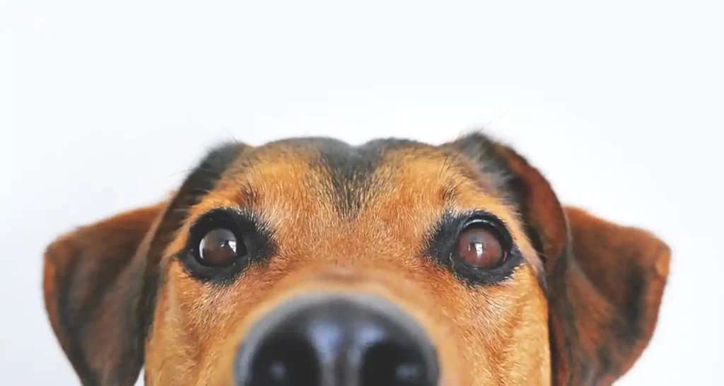 Scienza rivela I cani non ci capiscono come noi crediamo