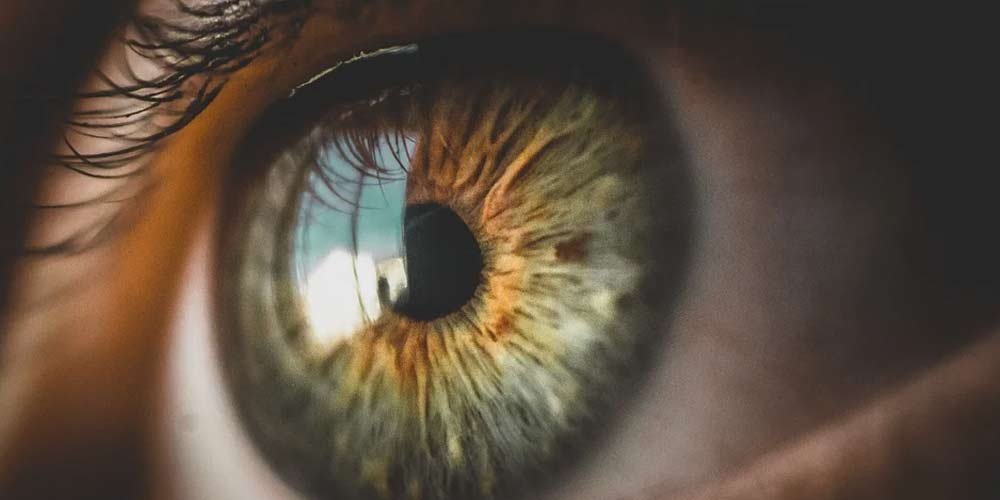 La retina degli occhi puo essere rigenerata