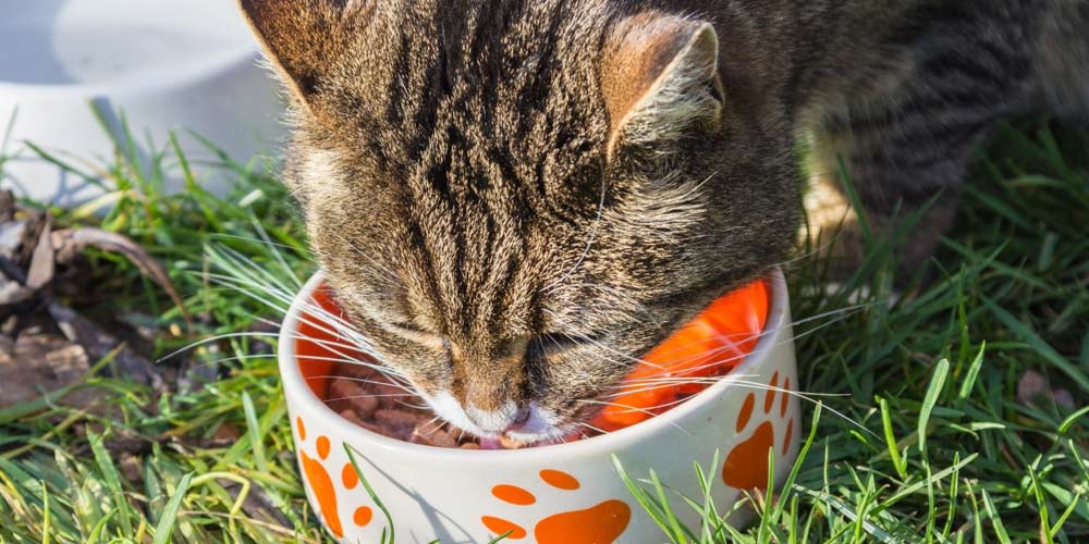 Milionaria mangia cibo per gatti per risparmiare