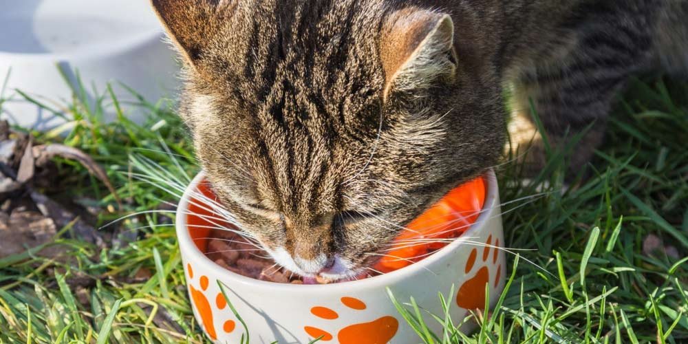 Milionaria mangia cibo per gatti per risparmiare