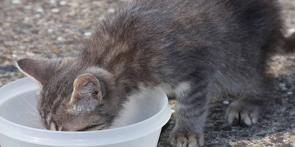 Citata in giudizio perche dava da mangiare ad un gatto randagio