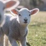 Influencer vegano Da sempre si consuma un olocausto animale