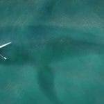 Megalodonte molto piu grande di quanto si pensasse