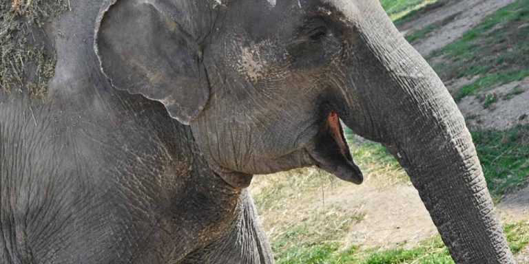 Battaglia tra due elefanti, il video diventa virale