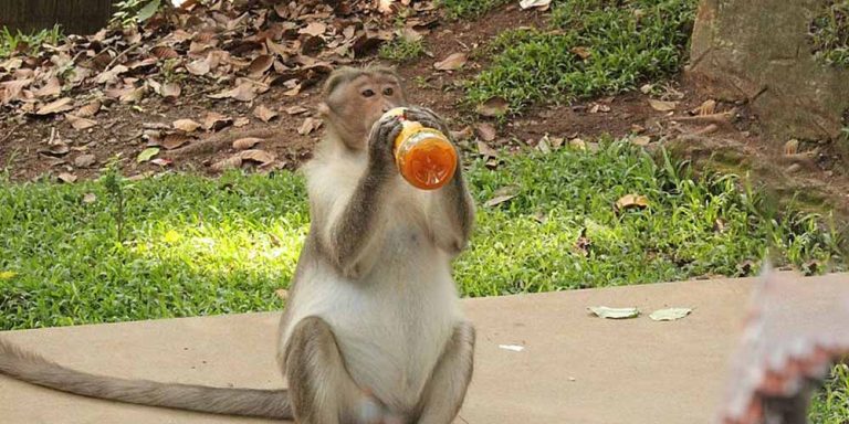 India: Arrestati, istruivano scimmie a derubare i passanti
