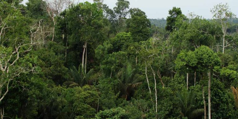 La foresta pluviale è nata dall’asteroide che ha ucciso i dinosauri