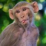 Sviluppata la prima specie ibrida Ecco la scimmia umana