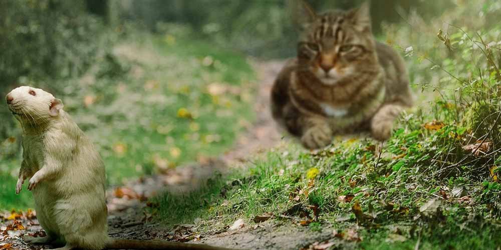 troppi topi la soluzione 1000 gatti selvatici