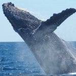 Inghiottito da una balena riesce a salvarsi