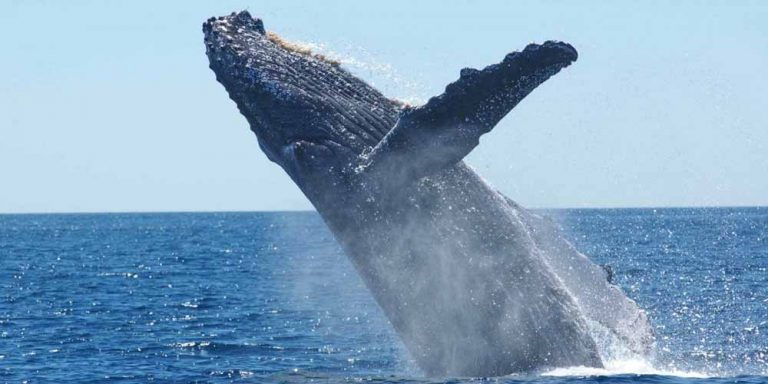 Inghiottito da una balena riesce a salvarsi