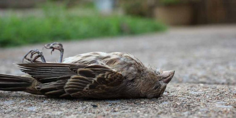 Stati Uniti: Gli uccelli continuano a morire senza un motivo