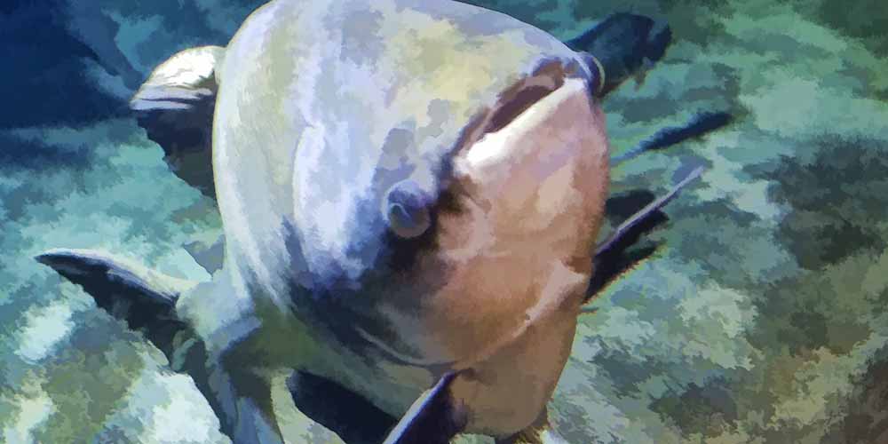 Costa Rica Pesca un pesce persico da 200 kg