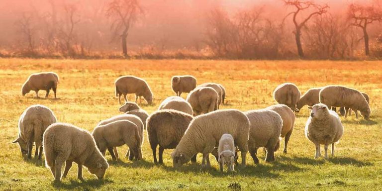 Georgia: Un doppio fulmine uccide 500 pecore
