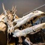 Ossigeno in aumento si verifica con estinzione di massa